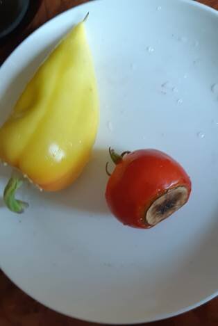 Авторское фото. Вершинная гниль томата