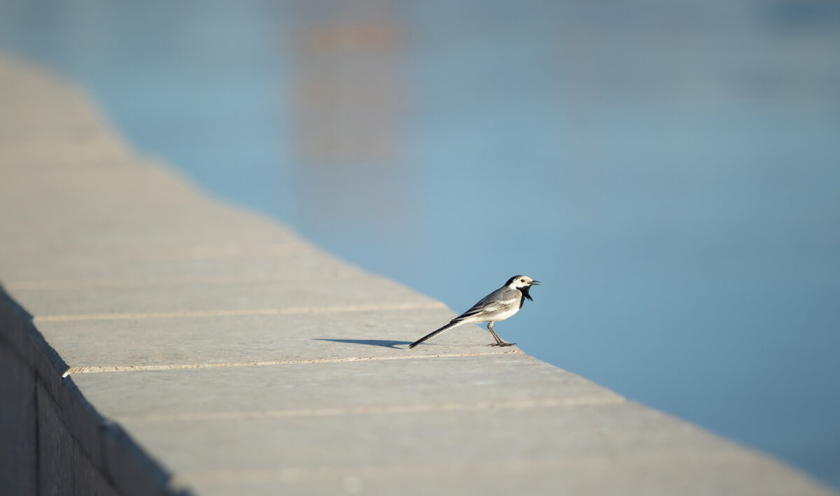 Уфимская трясогузка на Набережной, май 2021