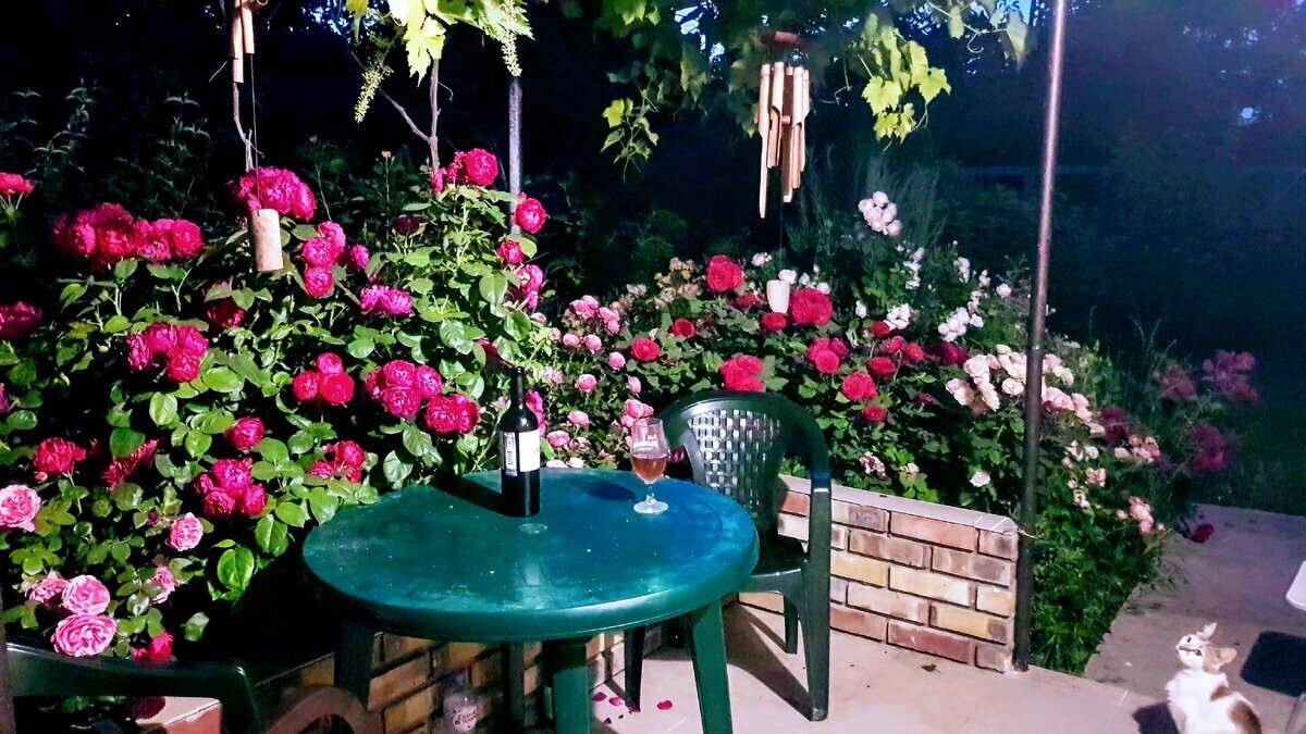 Материализация тех гаданий. Мои розы летней лунной ночью. Кроме домика в Крыму и роз, мне нагадали нечто гораздо более важное, но кишка моя оказалась тонка, а лень велика и ничегошеньки у меня не получилось. Хотя... какие наши годы, ещё не вечер, как пела когда-то Лайма.