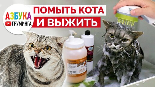 Download Video: Как помыть кота, груминг кошек дома