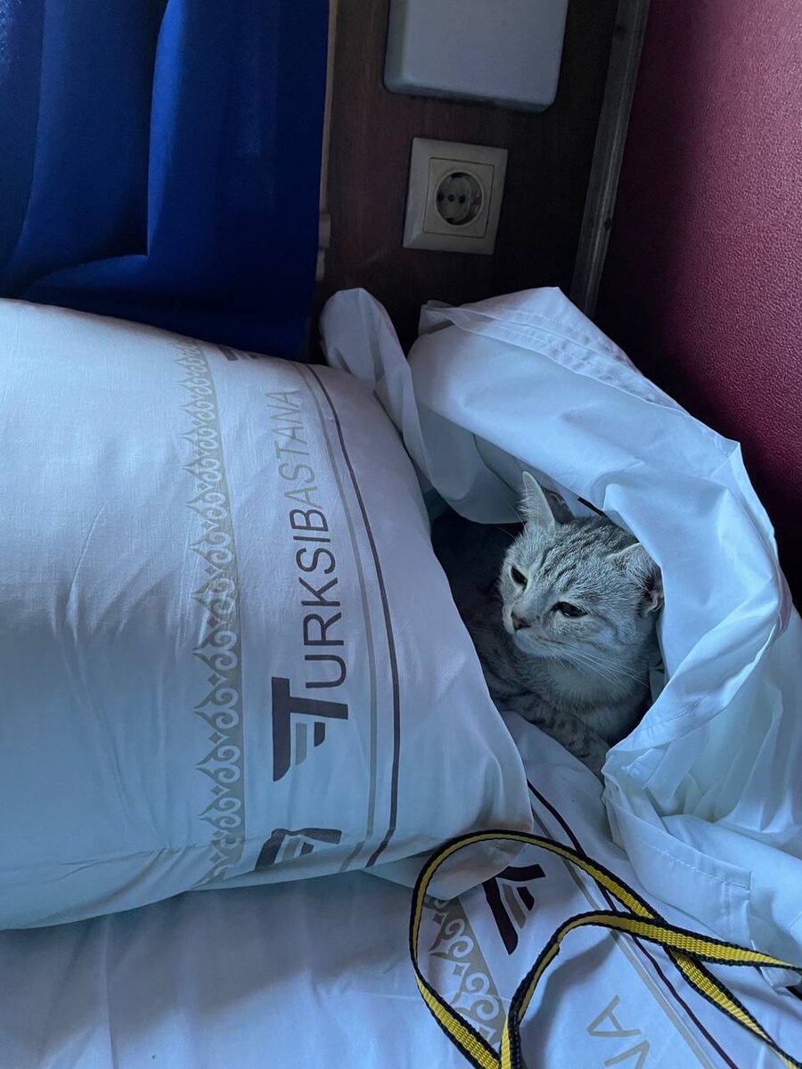 Коша любит сооруженные из одеял домики и в обычной жизни, поэтому для неё это комфортная среда