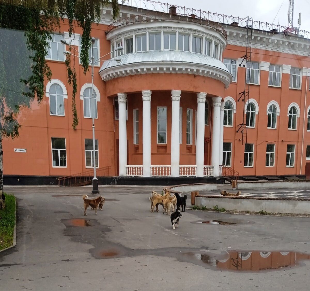 "Собачья свадьба" возле Культурно-делового центра