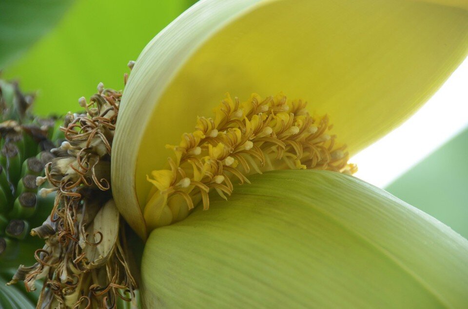     Цветы выглядят очень эффектно. Фото: Николай Носков/ Никитский ботанический сад (НБС-ННЦ РАН)/VK