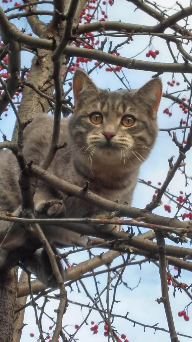 Фото Риваза : "Не все коту масленница, будет и Великий пост".