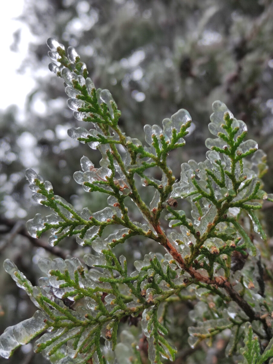 Пятигорск (декабрь 2022 года)