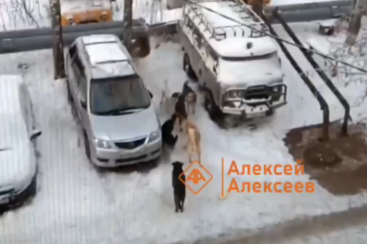    Стая бродячих собак держит в страхе жителей Дзержинска