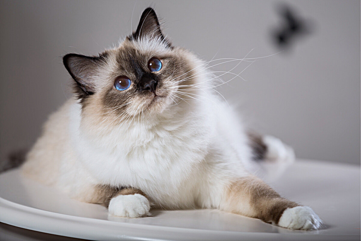 Источник: kogtedralka.ru