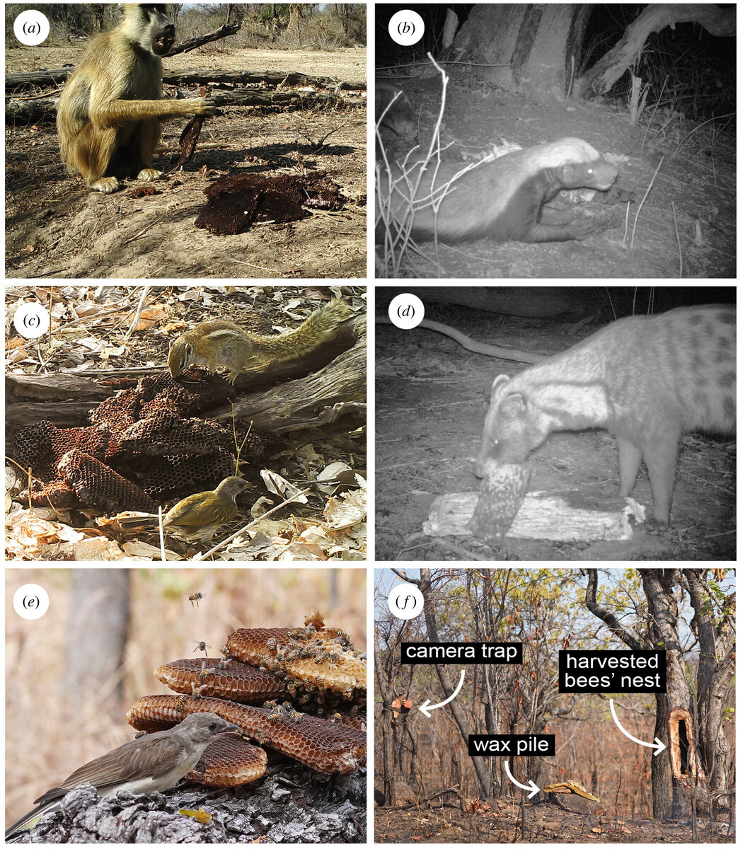  David Lloyd-Jones et al. / Proceedings of the Royal Society B, 2022