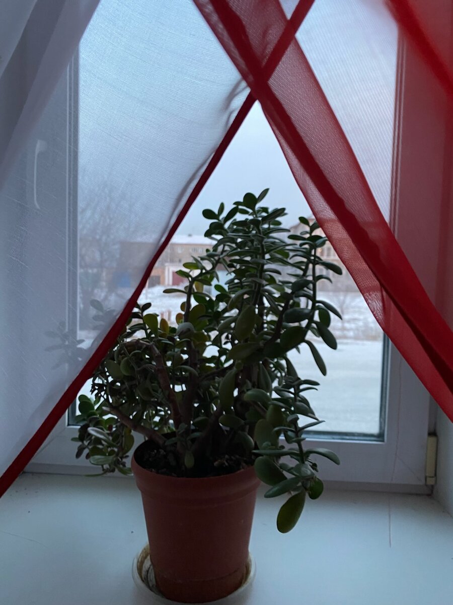 Сидим дома, из окна смотрим на улицу 