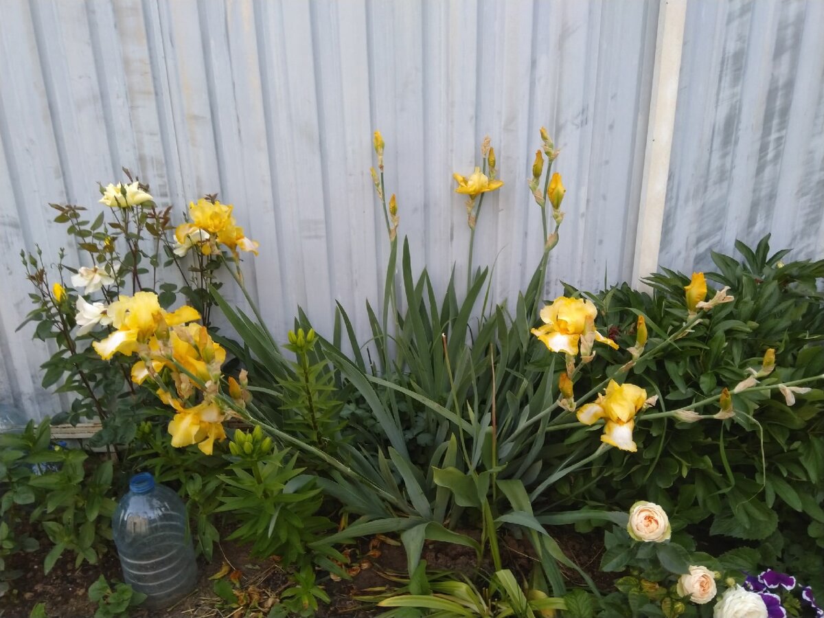 Старый куст развалился во все стороны и всем соседям мешает. Лилии, слева, тоже от него наклоняются и тоже ровно расти не будут!