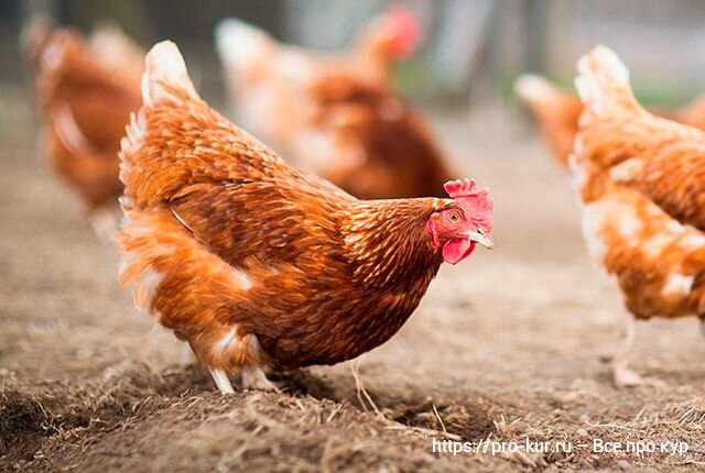 Проверка здоровья кур за 11 шагов – у несушек, цыплят, бройлеров, молодок