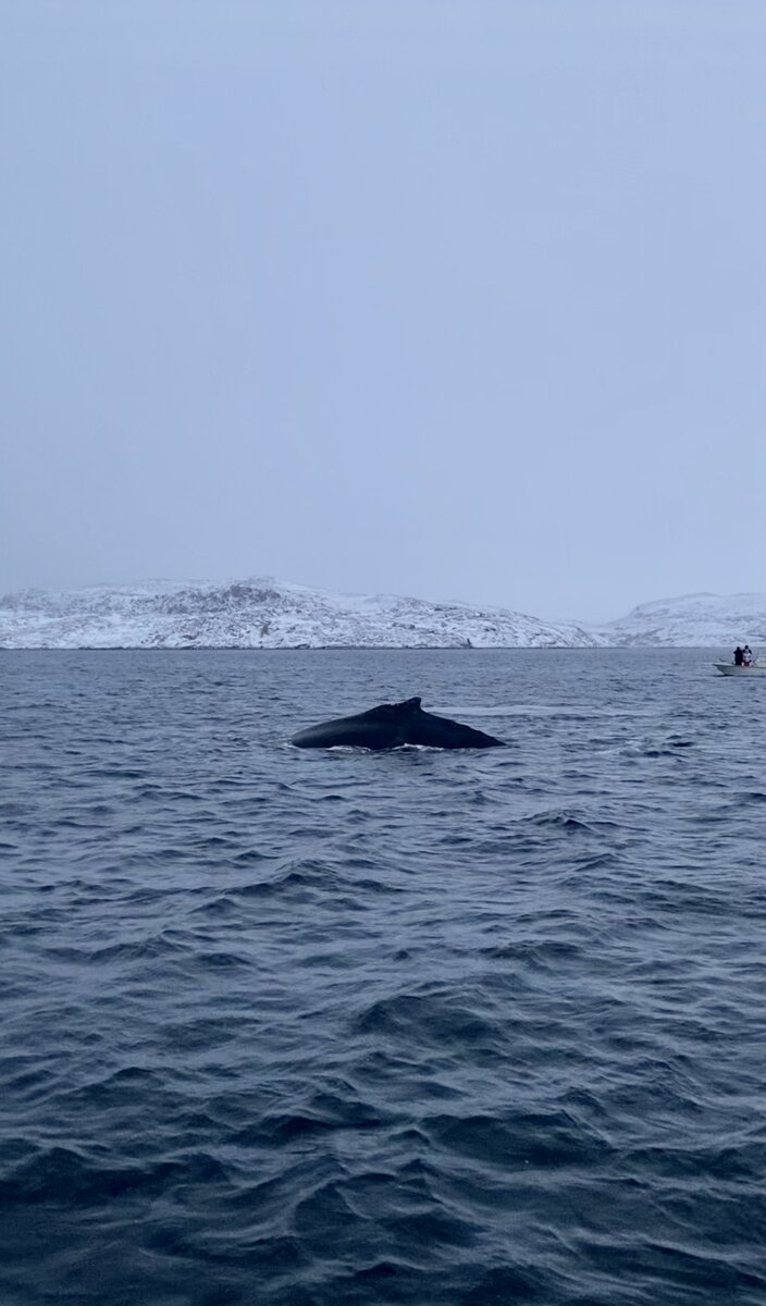 Серповидный плавник заметен издалека. Фото автора, декабрь 2022
