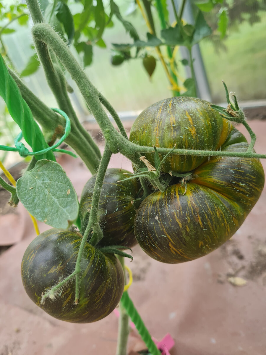 Зелёная богиня Ксанаду