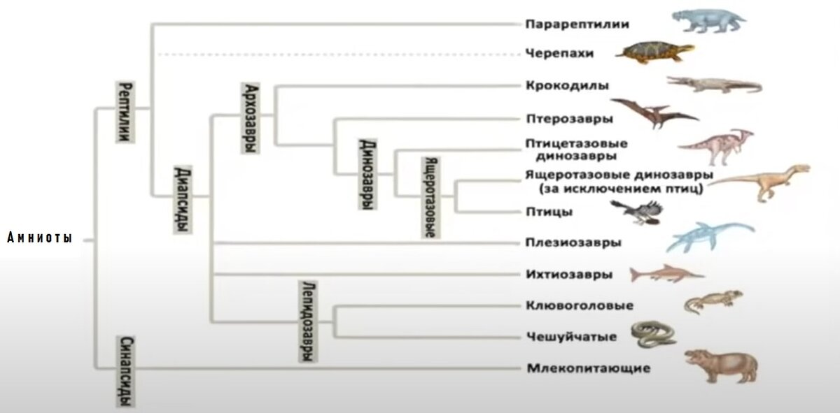 Филогенетическое древо этих ваших амниотов ☻