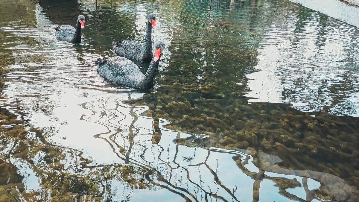     Птица по неизвестным причинам не смогла улететь, а теперь замерзает на реке. Об этом сообщается в социальных сетях.