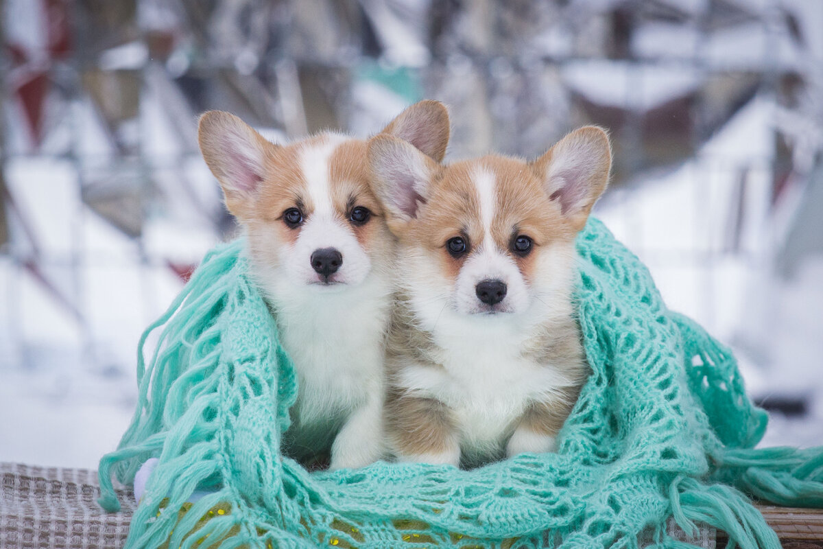 щенки питомника "из Ксаро Честная игра"