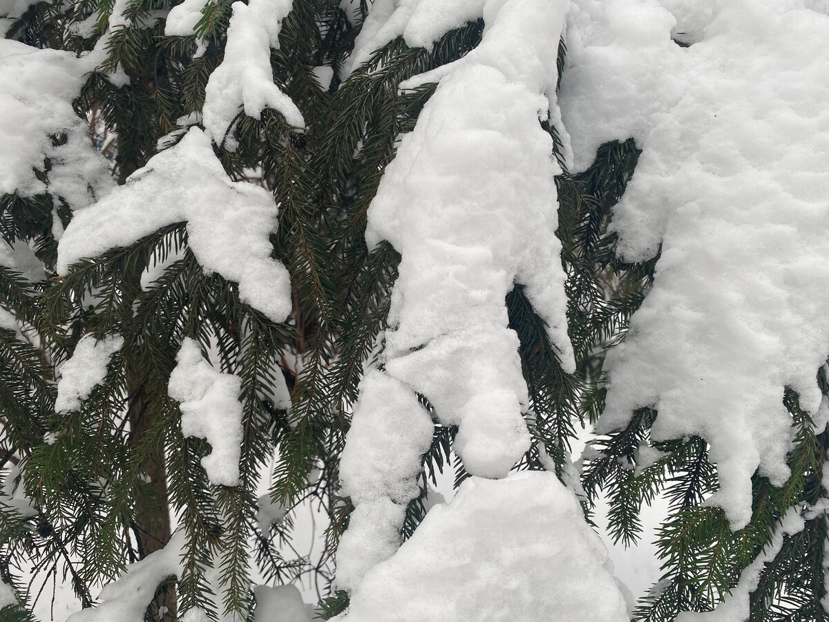 Например, такая... Фото автора