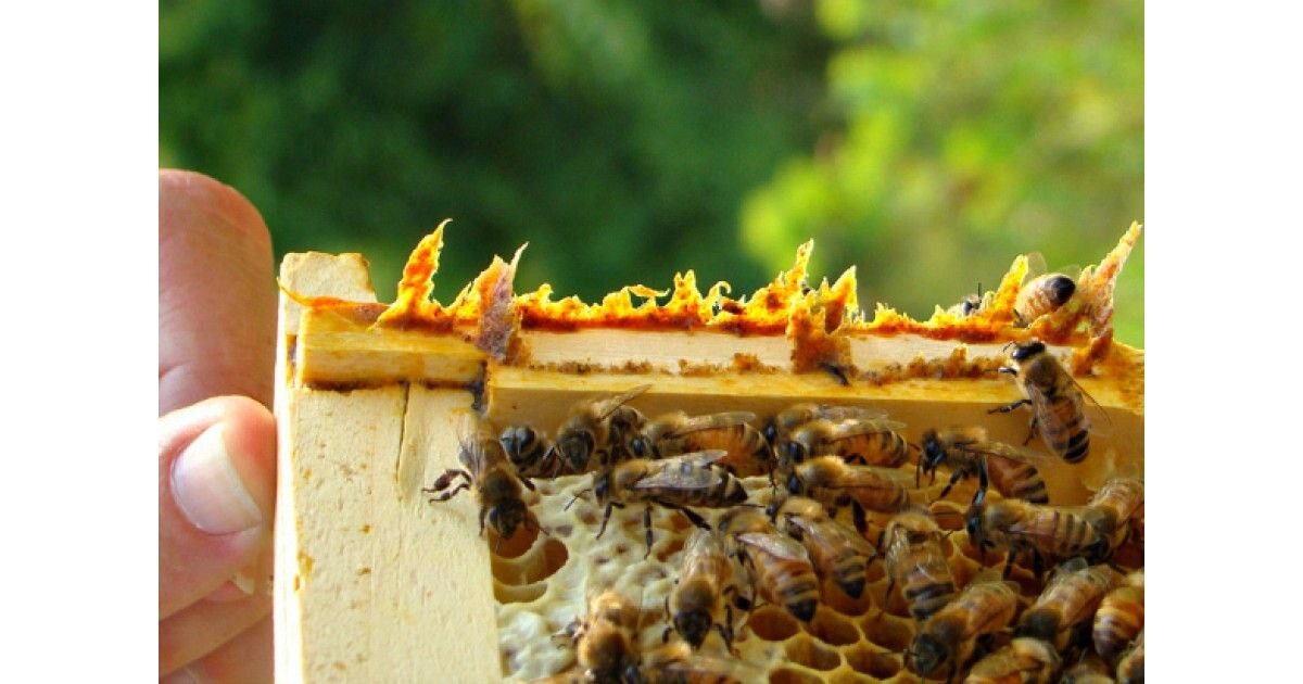 Прополис на рамках ульев