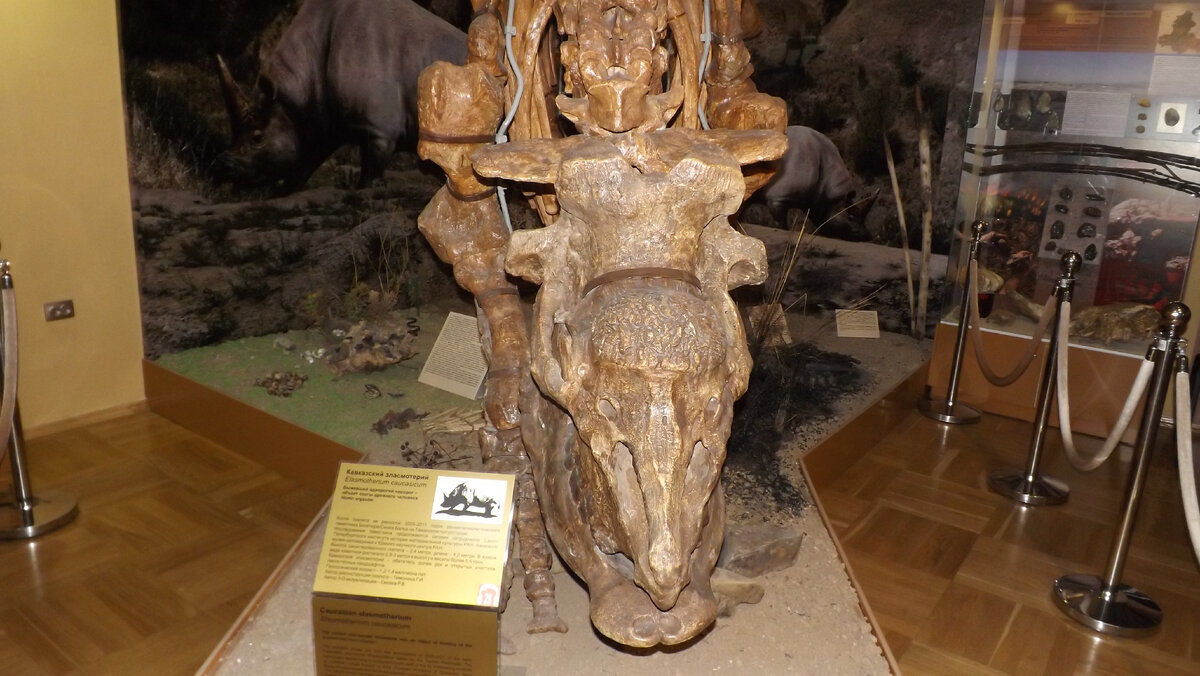 Кавказский эласмотерий (носорог).