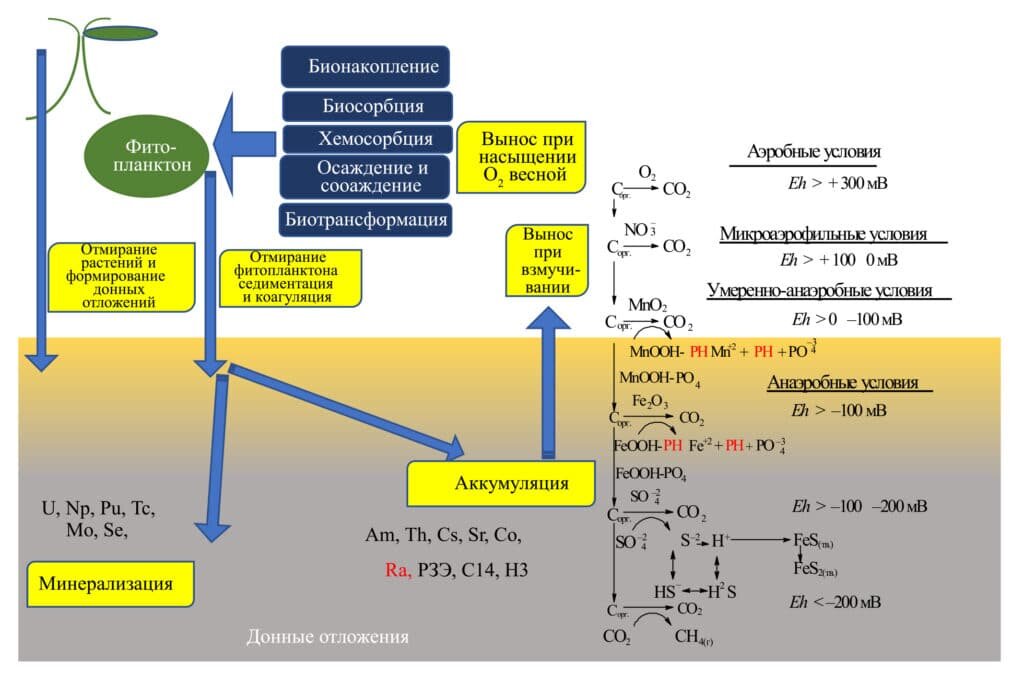    Накопление радионуклидов донными отложениями из фитопланктона / ©Пресс-служба КНЦ РАН