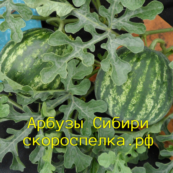 Когда убирают арбузы в сибири. Семена Арбуз Наско
