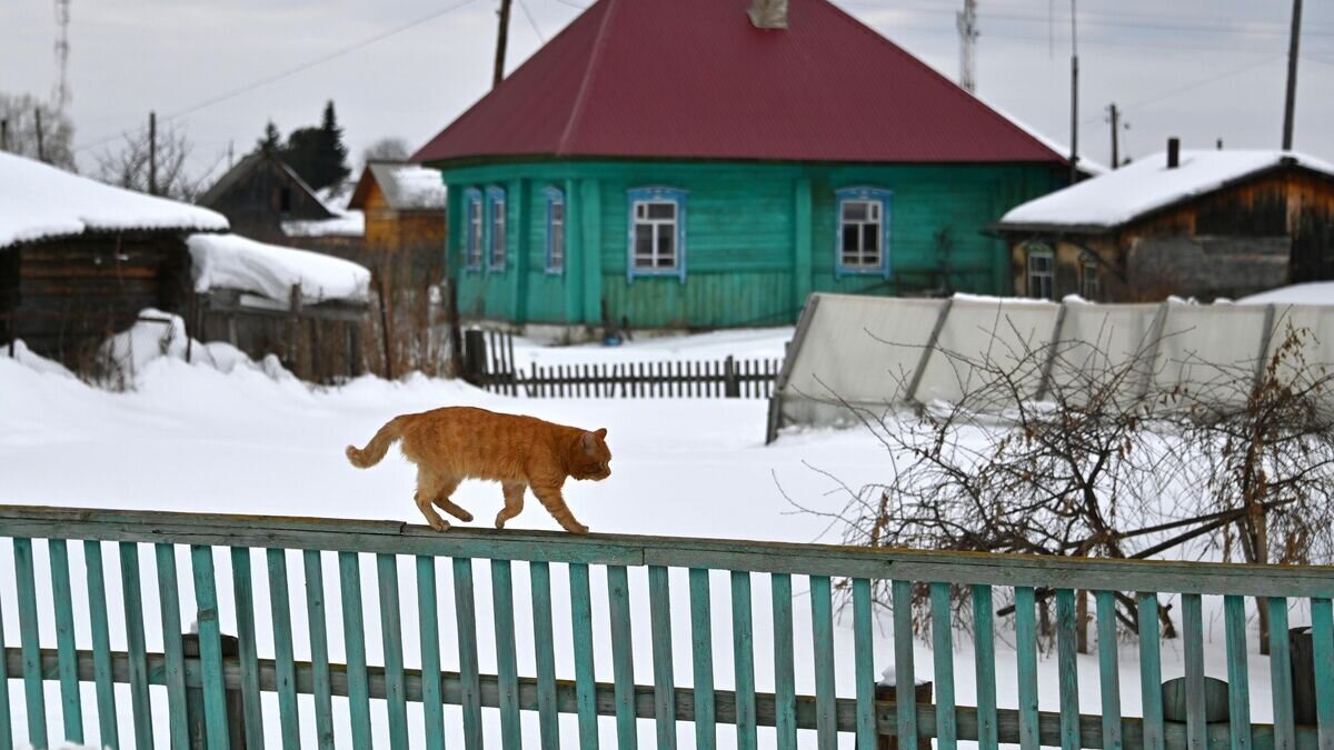    Кот идет по забору в поселке Усть-Ишим Омской области© РИА Новости / Алексей Мальгавко