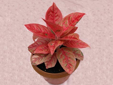 Aglaonema Cassanova