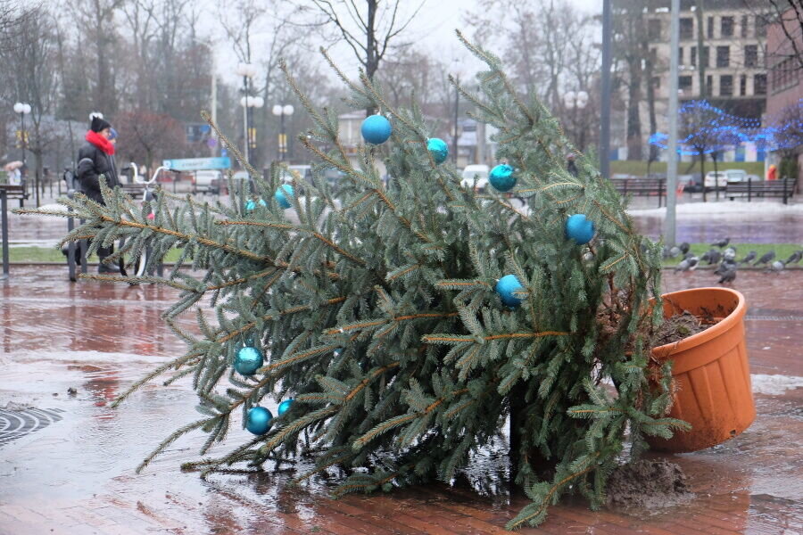 Новый год санкции. Елочный базар. Новогодний базар елок. Лапник вместо елки. Калининград новый год.