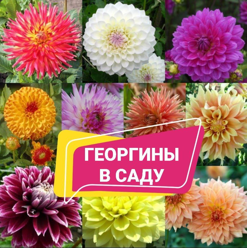 Георгина (георгин) из ткани своими руками! | Vortex Flowers