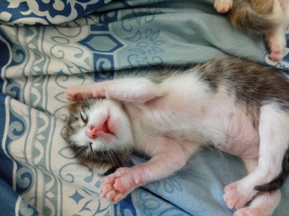 Котик-дрыхлик