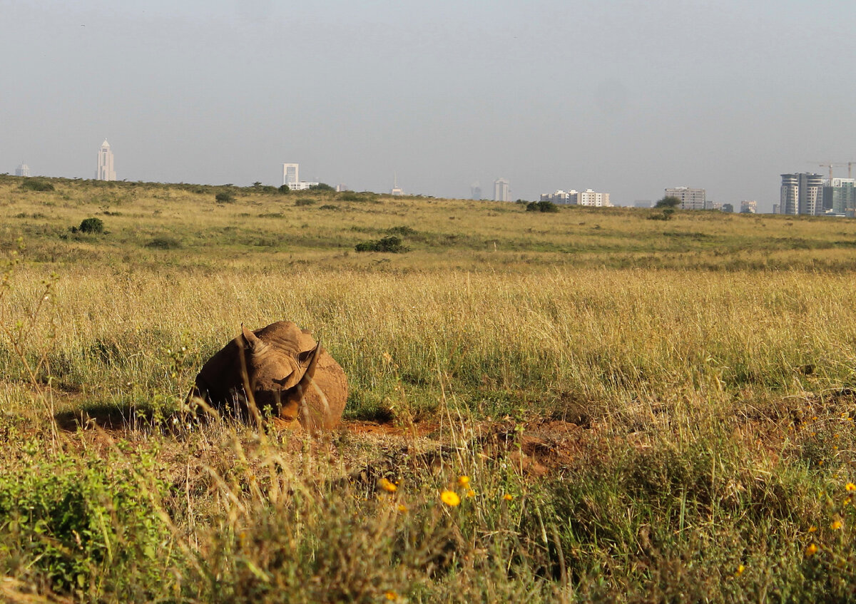 Носорог в естественной среде обитания и небоскребы Найроби в одном снимке