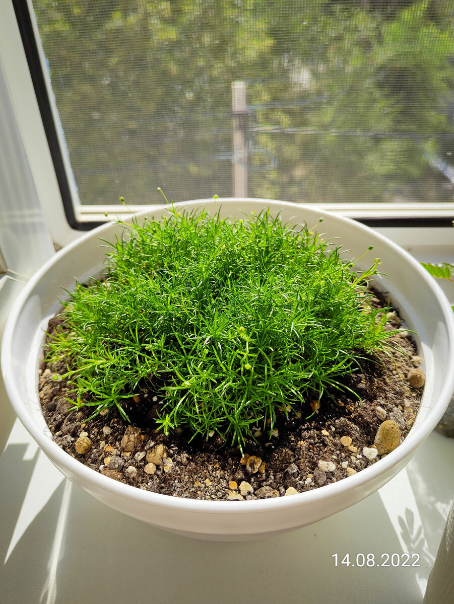 Мшанка шиловидная. Эксперимент по одомашниванию. | Ok Plants | Дзен