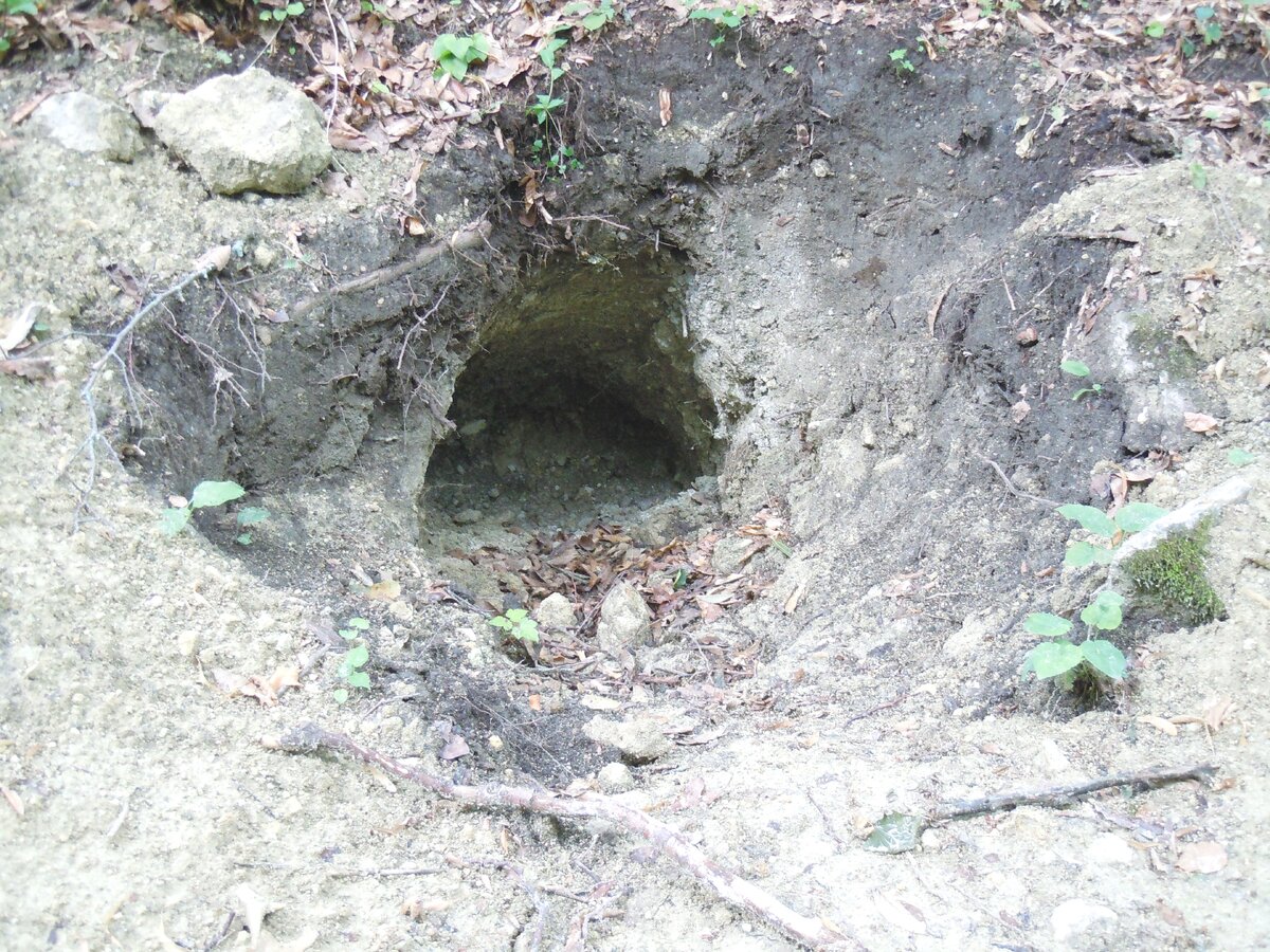 4 сентября 2014 года Теперь о другом. Сейчас на самой восточной Богатырской поляне работают лесозаготовители. Ниже показаны результаты их деятельности.-22