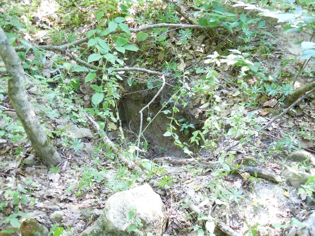 4 сентября 2014 года Теперь о другом. Сейчас на самой восточной Богатырской поляне работают лесозаготовители. Ниже показаны результаты их деятельности.-29