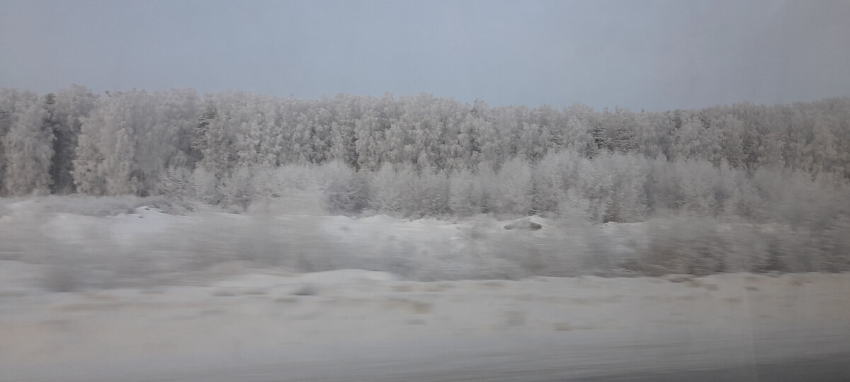 Из окна машины, белый-белый лес