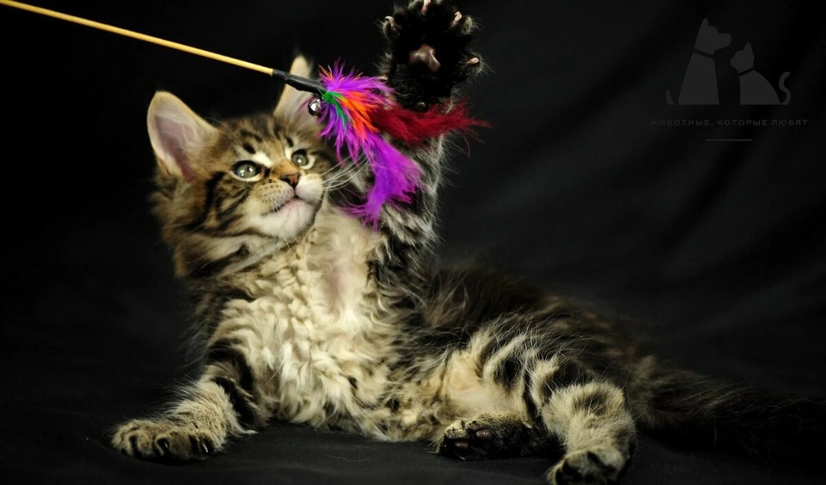 А еще они очень красивы