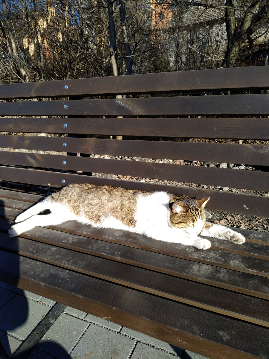 Котейка на солнышке. Живет он в этом сквере или приходит с соседних домов не известно, но очень часто встречаем его на прогулке.