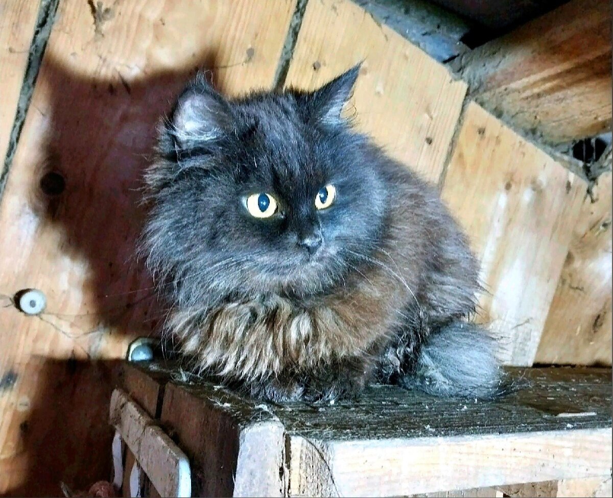 Кошки в доме жили в экстремальных условиях