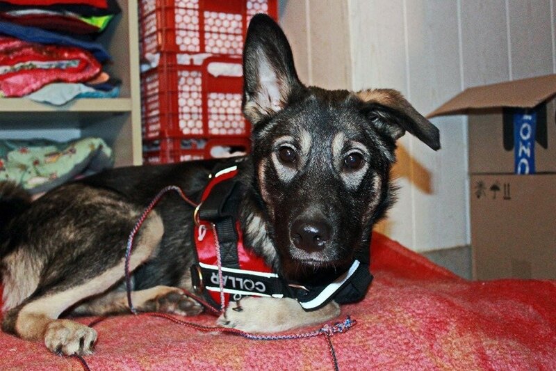    Валерия увидела пост о Герде в соцсети. Герда - инвалид, у нее нет одной лапы. Но глаза у собаки были очень добрые и умные, что и подкупило, вспоминает Валерия