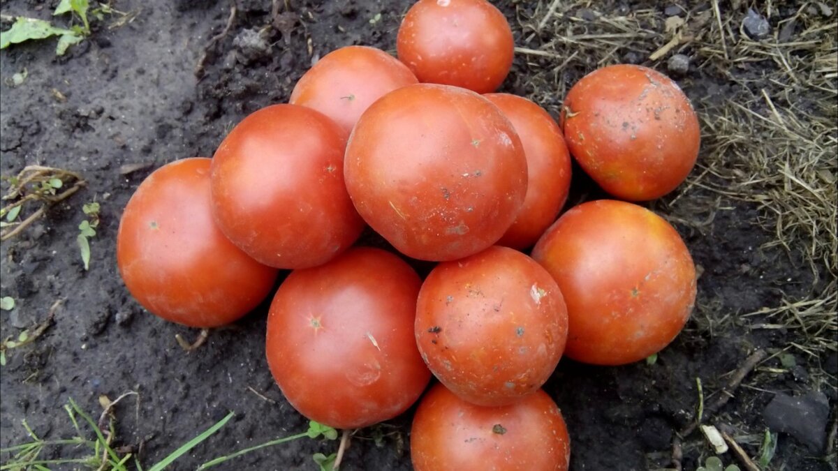 Томат "Демидов". Фото: 2rediski.ru