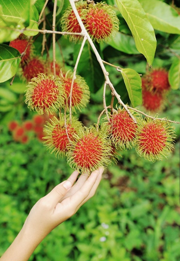 Рамбутан фото. Рамбутан фрукт. Рамбутан дерево. Рамбутан растение. :Rambutan (Nephelium lappaceum.