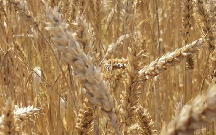    Январский отчет 2023 по зерну от МСХ США и его влияние на цены