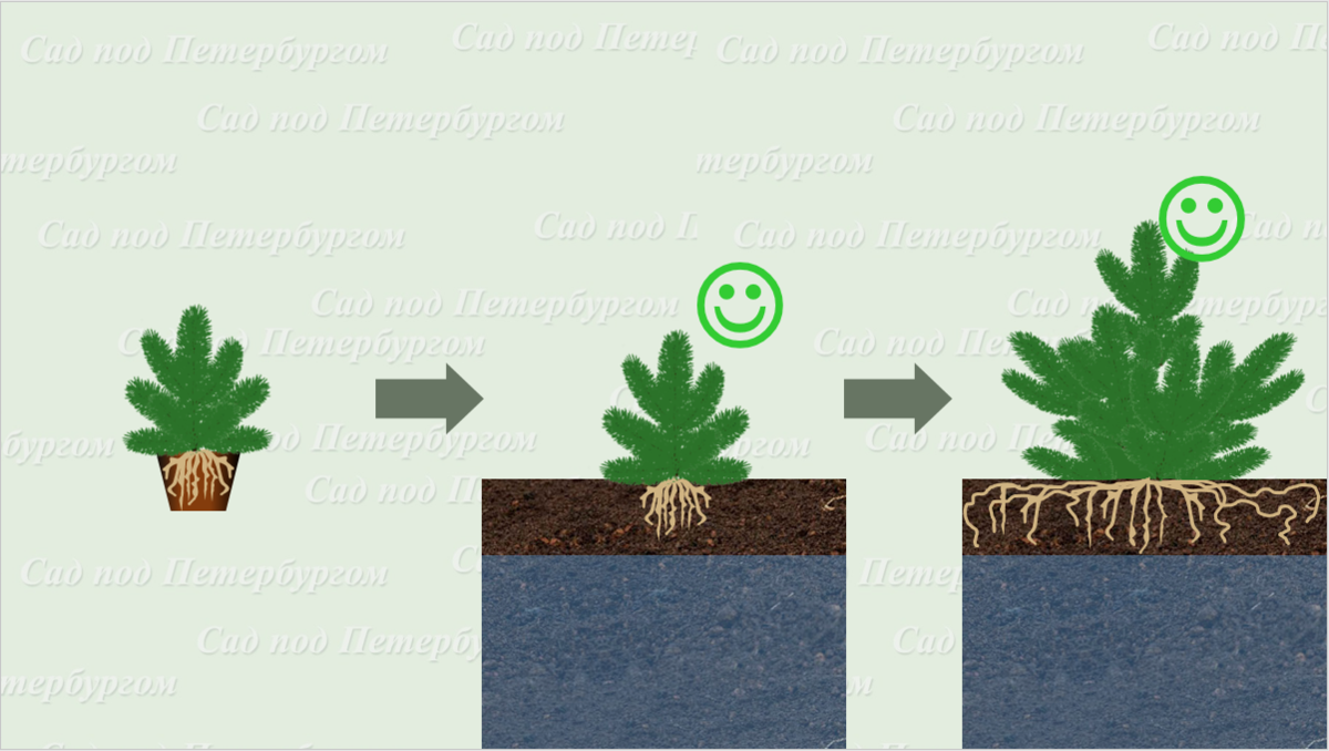 Жидкостное состояние возможно у деревьев