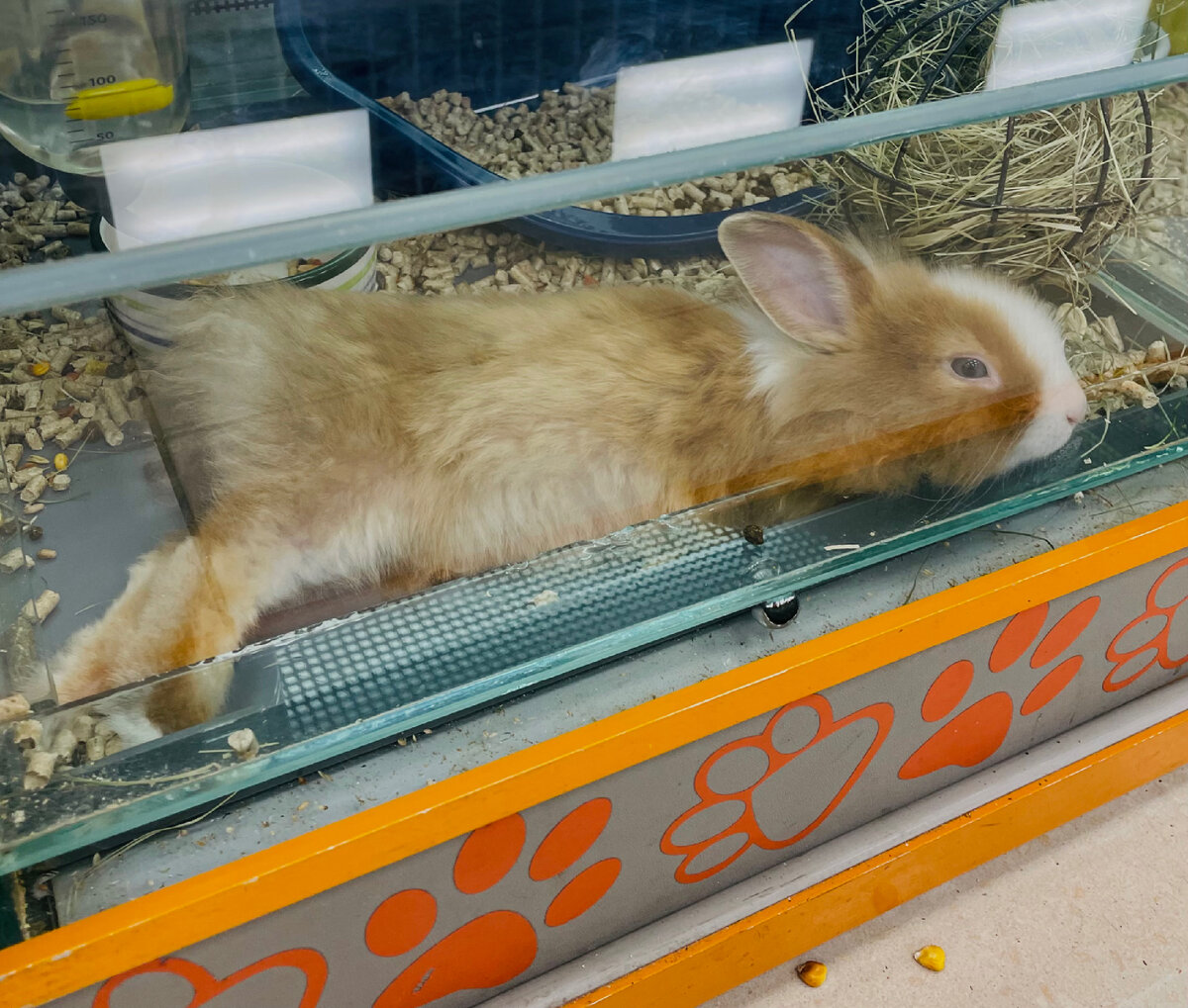 Рыжая лапочка 