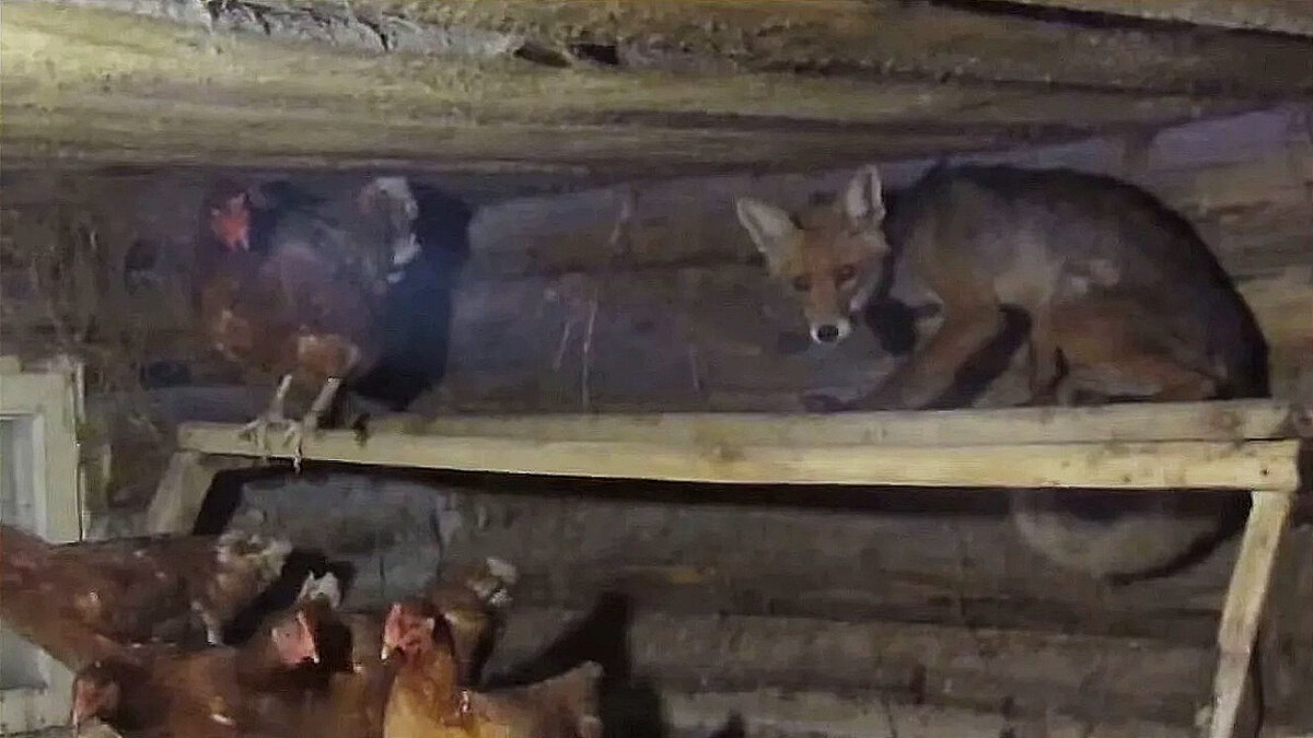 Застали врасплох! Хотела квочкой притвориться, да не вышло! Фото из интернета.