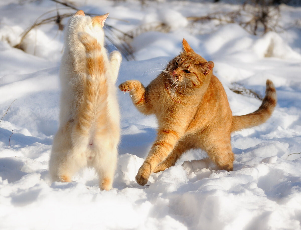 Рыжий кот в снегу