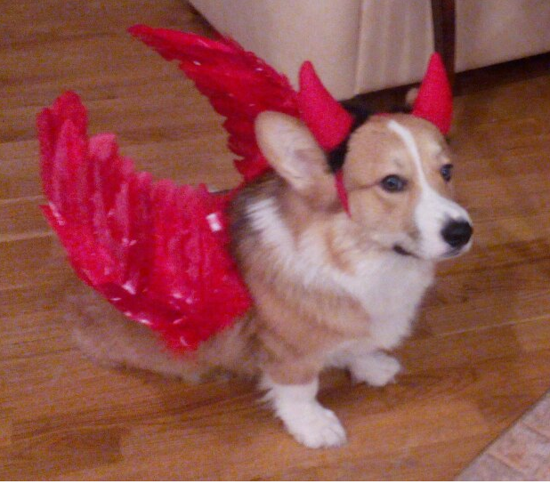 новогодний костюм Дарвина, очень ему понравился и Дарвик с удовольствием позировал перед камерой