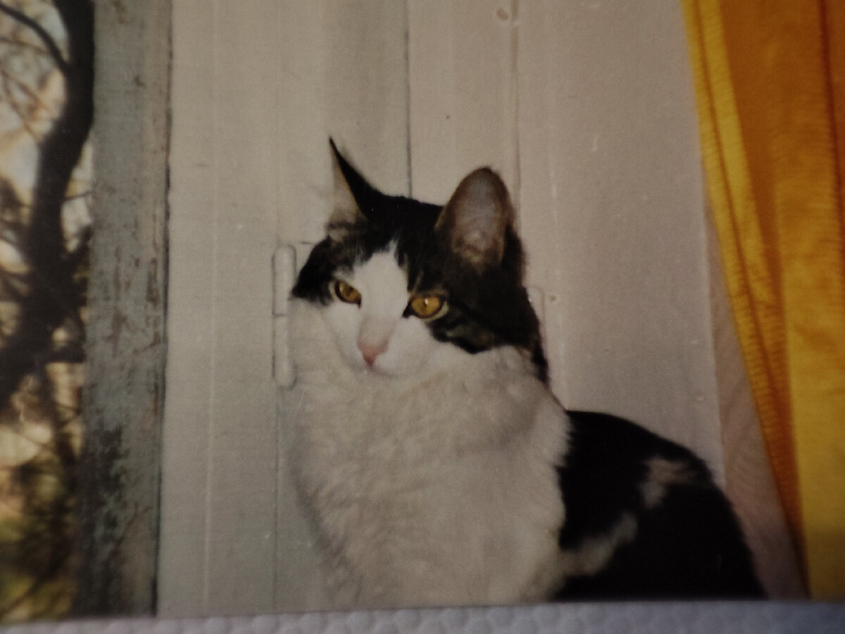 Наш Пушок, очень его любила, плакала, когда узнала, что он с нами больше жить не будет