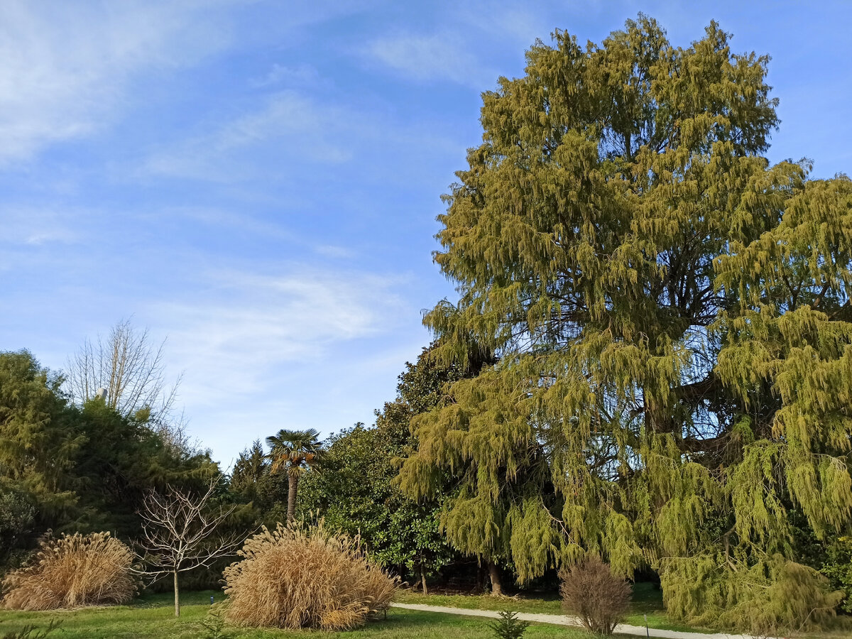 Парк Южные культуры в Адлере. Фото: Алексей Володихин