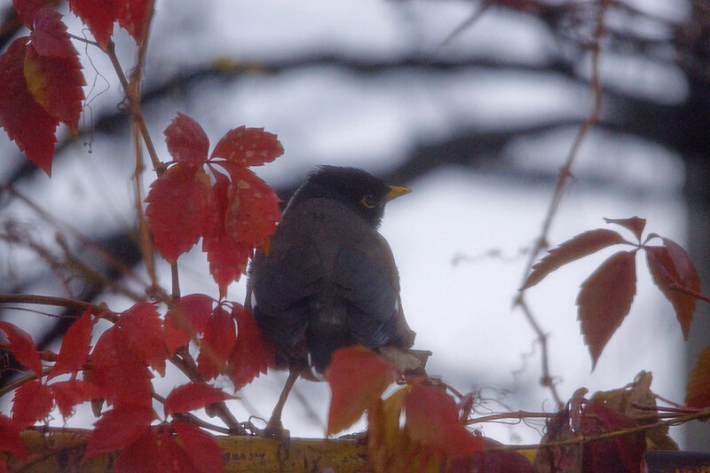 Обыкновенная майна (Acridotheres tristis)